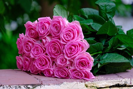 Букет из 21 розовой розы "Аква"